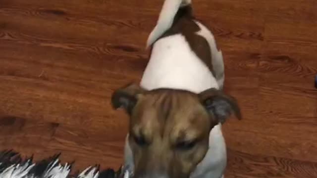 Jack Russell begs for yummy