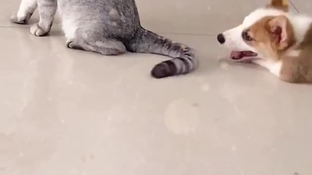 dog vs cat who is the boss