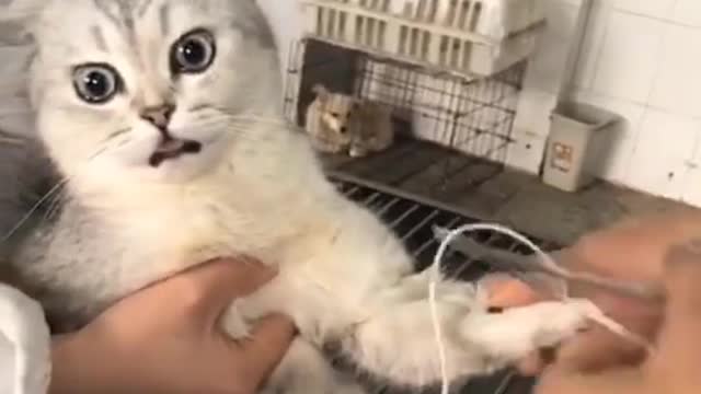 Funny Cats and Dogs Videos, Cute Dogs, Cute Cats Compilation
