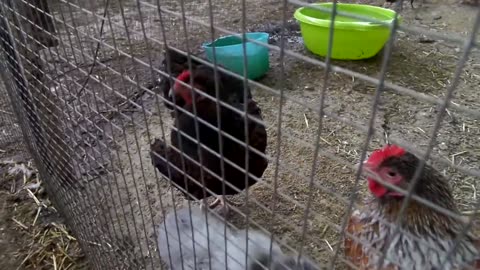 Valley and white Bobwhite quails