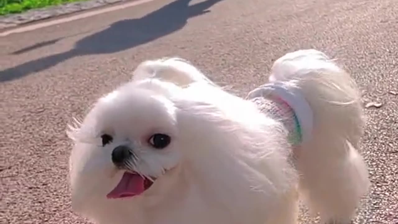 Cute dog/#shorts#viral#shorts video