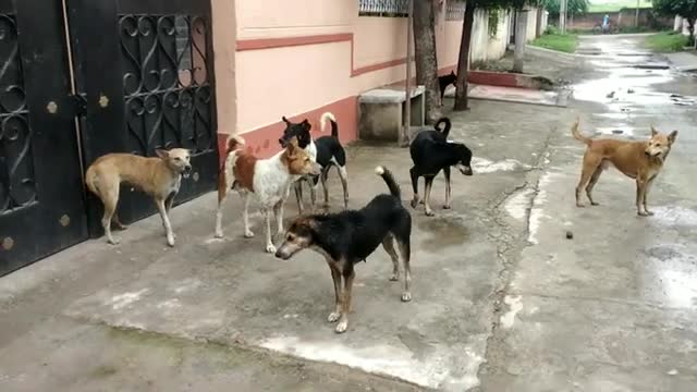 Stret Dog Fght || Dog Fght Video 🐕Dogs Barking