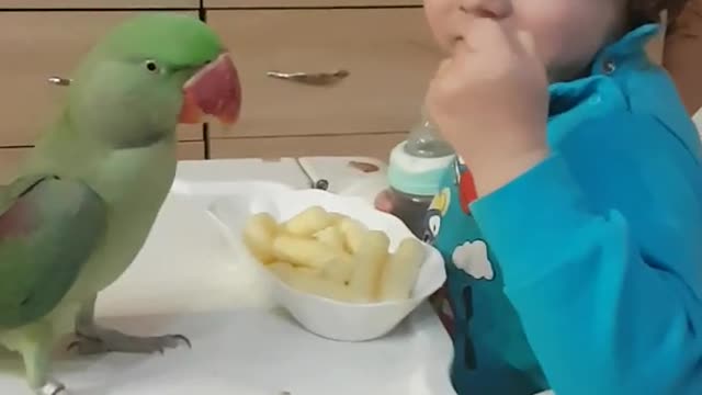 Baby Vs Parrot