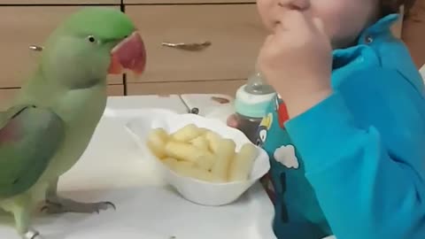 Baby Vs Parrot