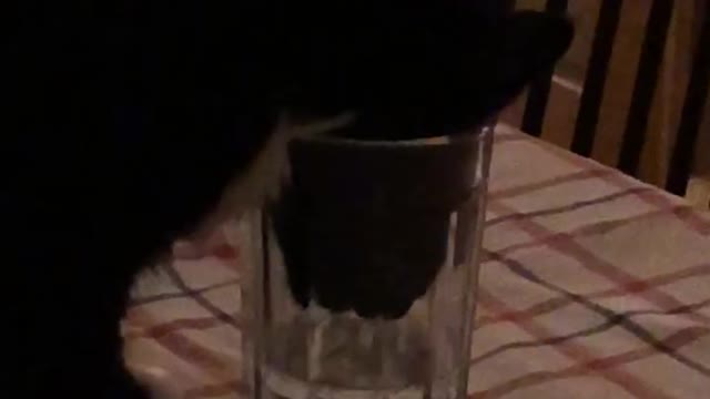 Thirsty feline