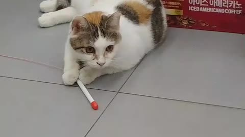 The cat is playing with toys