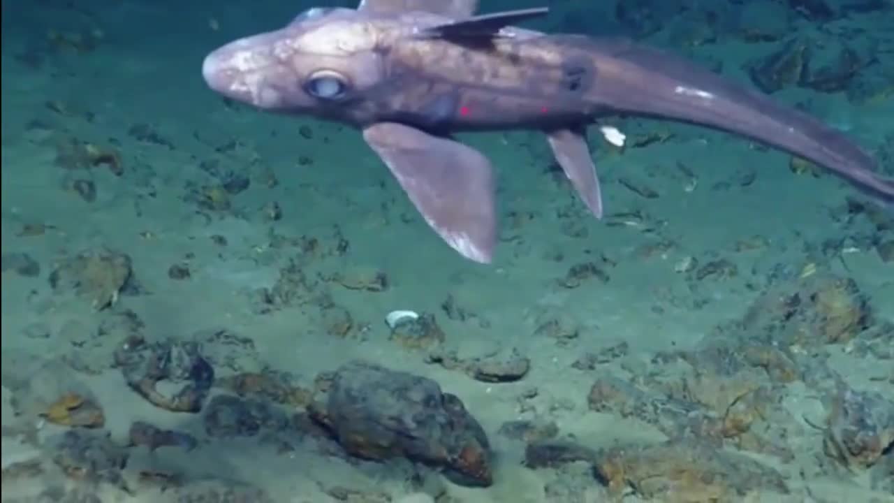 baby elephant sharks