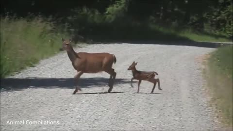 cute baby deer 🦌 jumping and hopping# amazing video