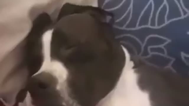 Sleepy Snoring Pitbull has sweetest dreams