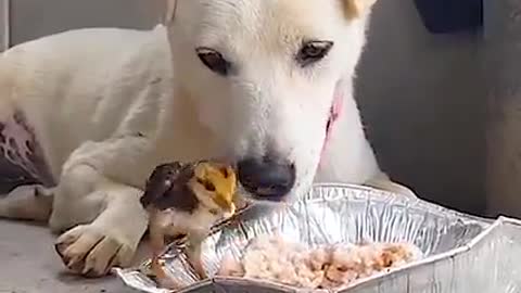 Adorable beards and pets are best friend
