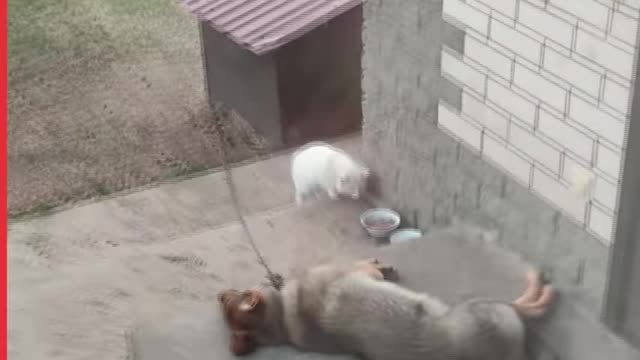Animal Antics- Cats v Dogs