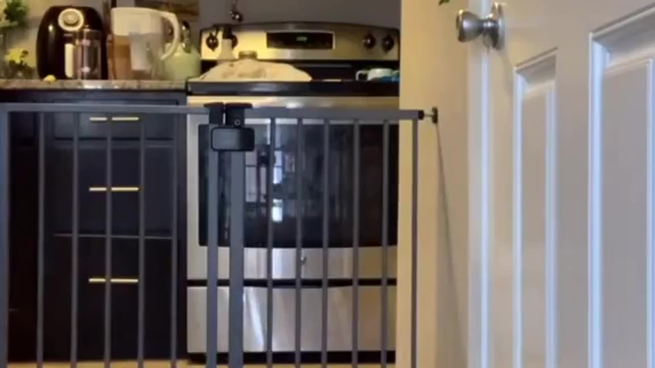 Gate escape artist: Breaking free with style 🤾‍♂️ #AirborneDoggy
