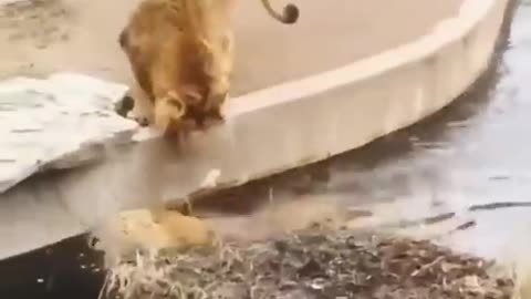 much watch two Lion best funny video