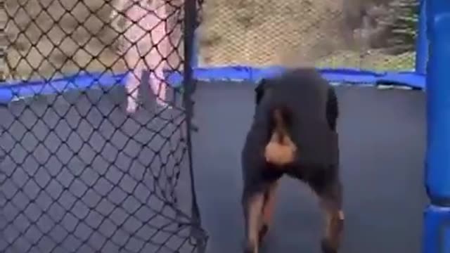 Dog And Child Play On Trampoline Happy Good Vibes