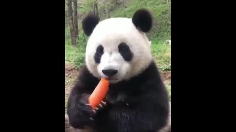 Cute & Funny Panda Compilation 🐼 Can't Stop Laughing