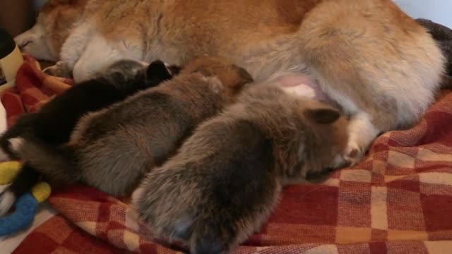 Packed puppies want to be cuddled