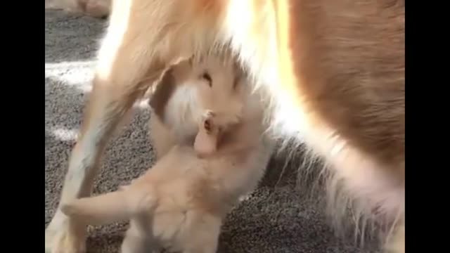 AWW CUTE BABY ANIMALS Videos Compilation Funniest and cutest moments of animals - OMG So Cute #27