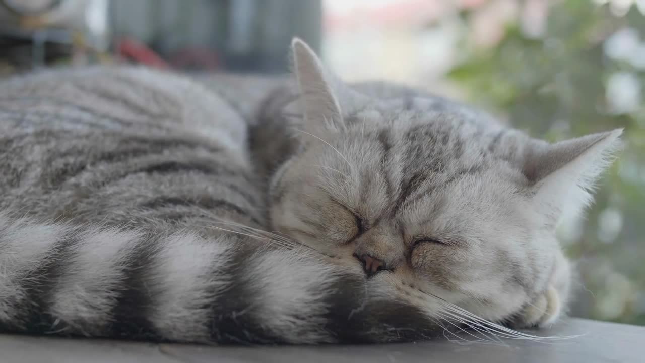 Close up of Scottish fold tabby kitten sleeping on lazy day, Pan shot