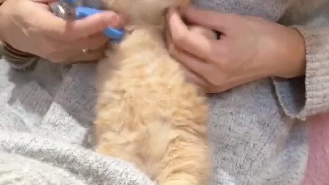 Top video funny cat in house _ Best Funniest Animals Video 2024