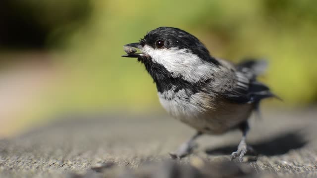 Capture sparrow video