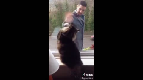 cute cat saying bye to the street people.