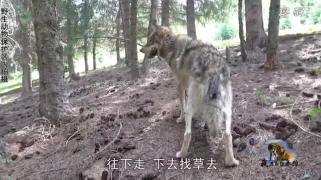big tail wolf