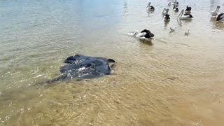 INCREDIBLE!Cramp-fish showed himself to people and swam to scare the pelicans))