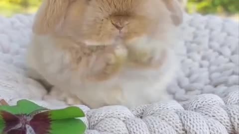 Cute Rabbit