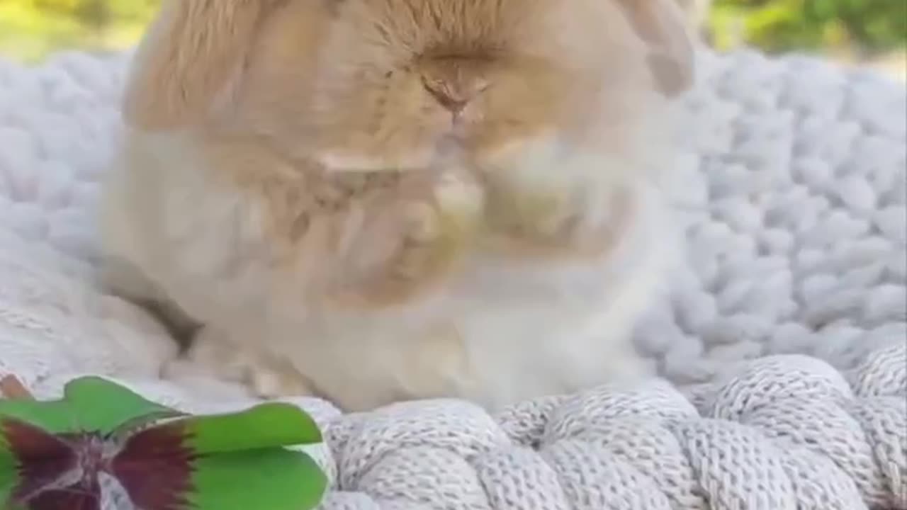 Cute Rabbit