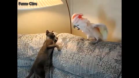Unique fighter between parrot and cat See the parrot's intelligence in the confrontation2021