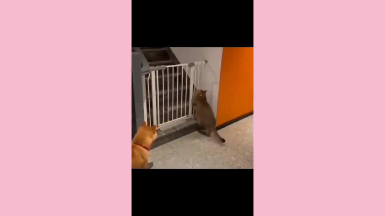 Dog pranks this moment