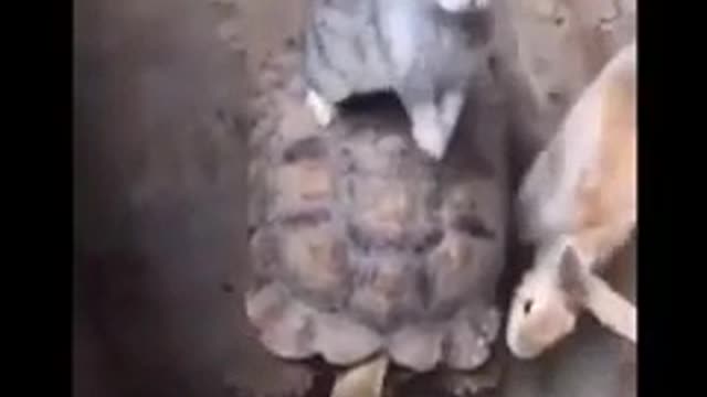 Rabbit riding on the back of a turtle🤣🤣