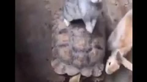 Rabbit riding on the back of a turtle🤣🤣