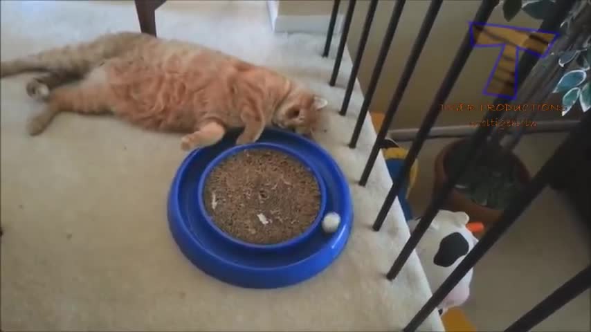 Funny cat compilation