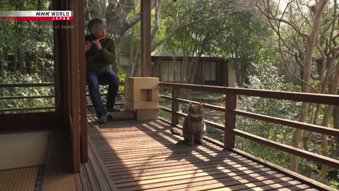Nara's Todaiji Temple: Deer and Cats - A Cat's-Eye View of Japan