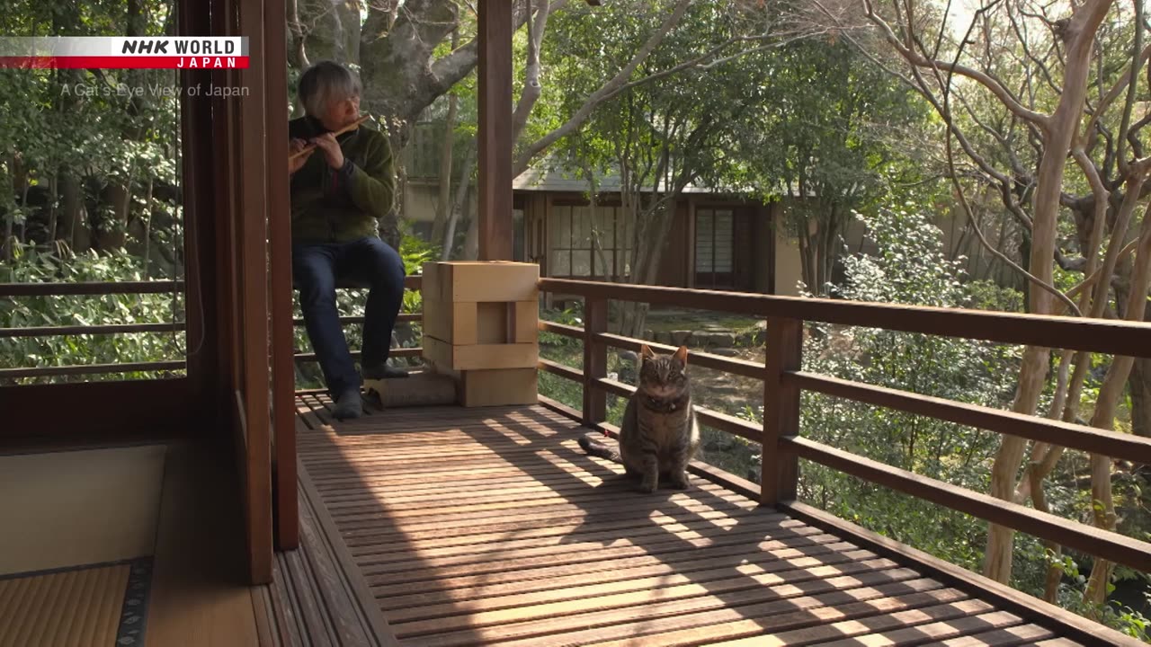 Nara's Todaiji Temple: Deer and Cats - A Cat's-Eye View of Japan