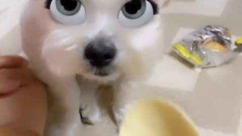 Cute dog baby eyes