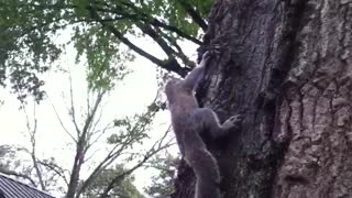 Releasing a Squirrel Goes Terribly Awry