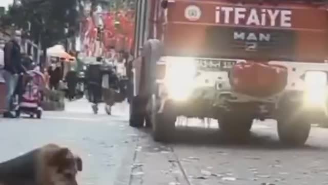 Perrito percibe algo