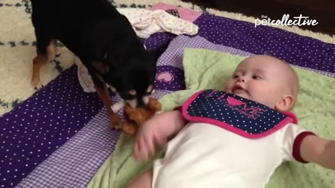 Adorable Puppies & Babies