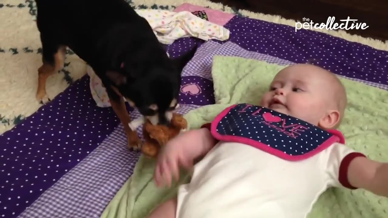 Adorable Puppies & Babies