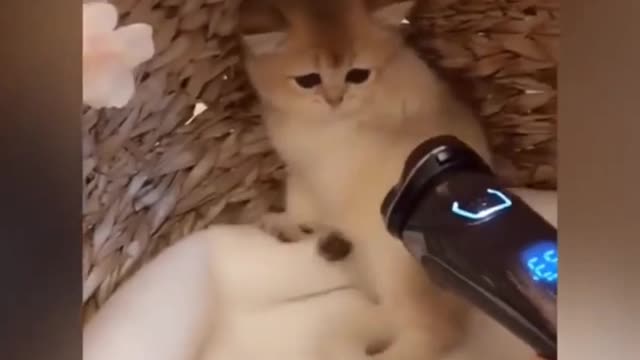 OMG so cute cats❤️best funny cat video.