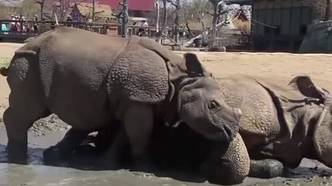 Rhino Wallows in the Mud