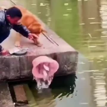 Dog gave freedom of captive fish