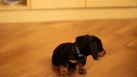 1 minute of cute puppies video clips