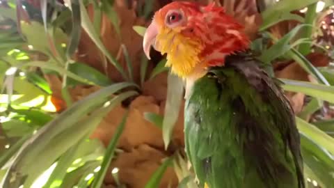 Oiseau 🐦 funny