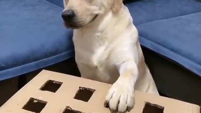 Normal dogs and abnormal dogs