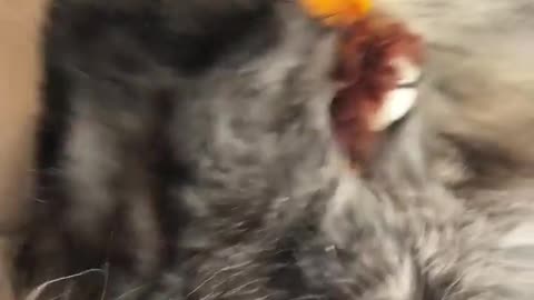 Funny Cat