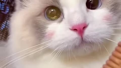 Cutest cat ever .... watch till end... read the description