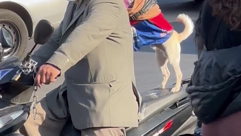 Pup Rides on Back of Motorcycle